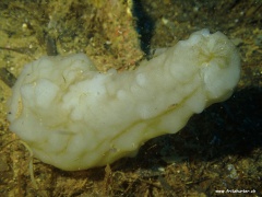Phallusia mammillata (Weisse Seescheide)